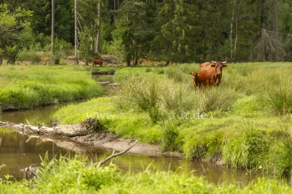 Fokus-Natur Bild