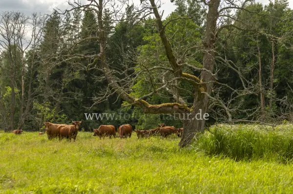 Fokus-Natur Bild