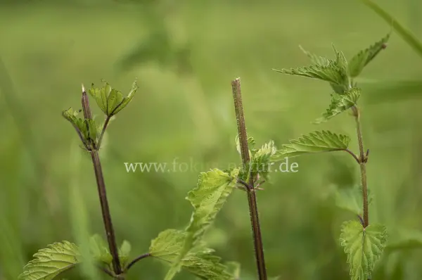 Fokus-Natur Bild