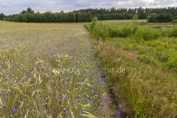 Fokus-Natur Bild