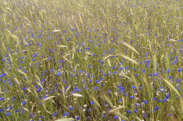Fokus-Natur Bild