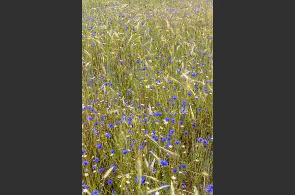 Fokus-Natur Bild