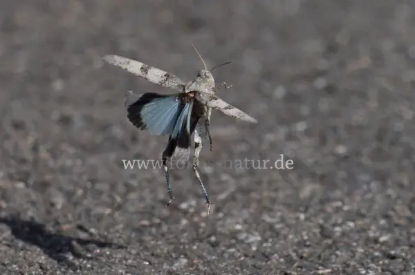 Fokus-Natur Bild
