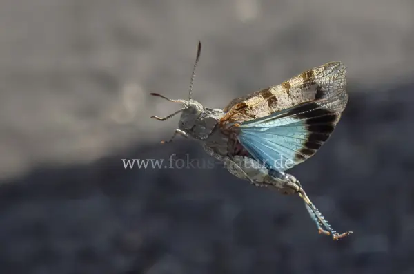 Fokus-Natur Bild