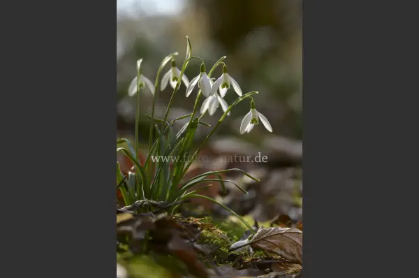 Fokus-Natur Bild