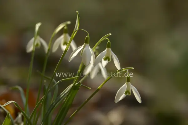 Fokus-Natur Bild