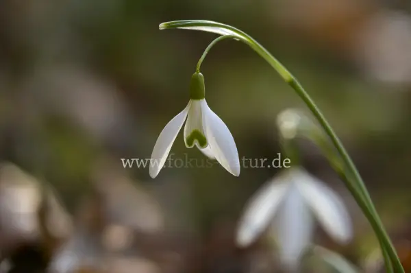 Fokus-Natur Bild