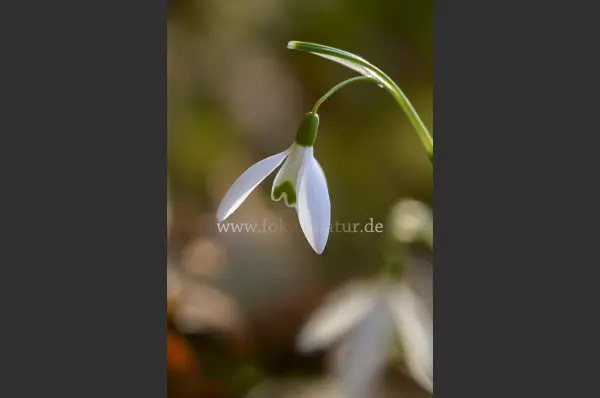Fokus-Natur Bild