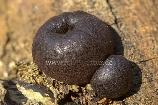 Fokus-Natur Bild