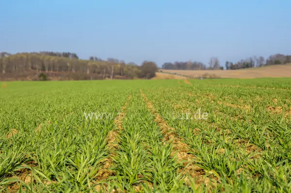 Fokus-Natur Bild
