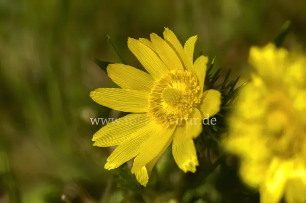 Fokus-Natur Bild