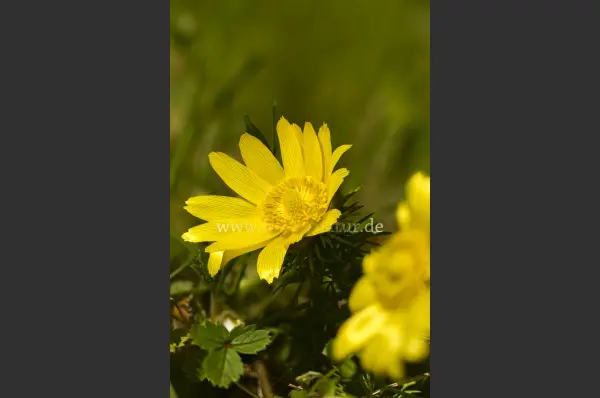 Fokus-Natur Bild