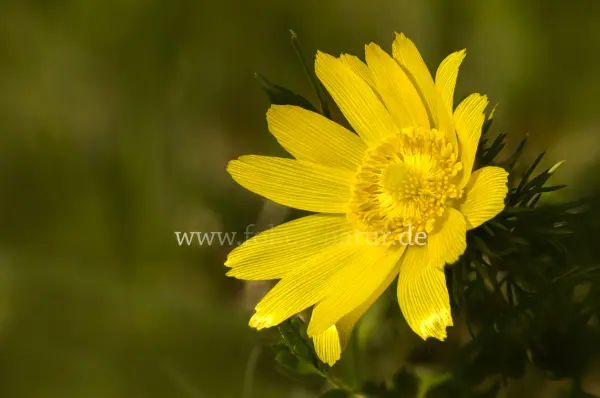 Fokus-Natur Bild