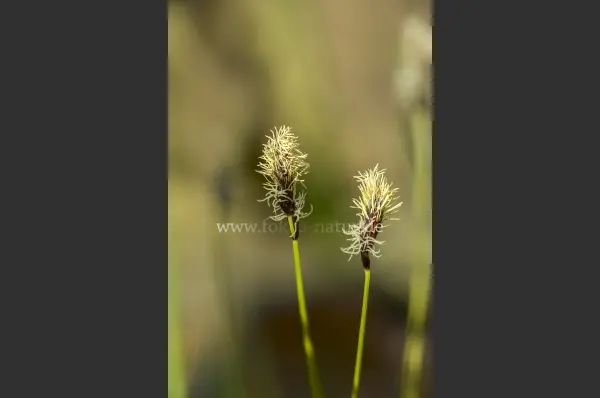 Fokus-Natur Bild