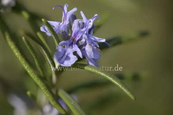 Fokus-Natur Bild