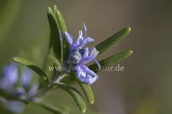 Fokus-Natur Bild