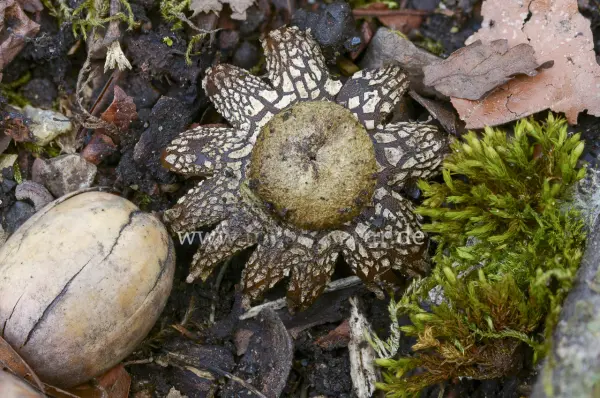 Fokus-Natur Bild