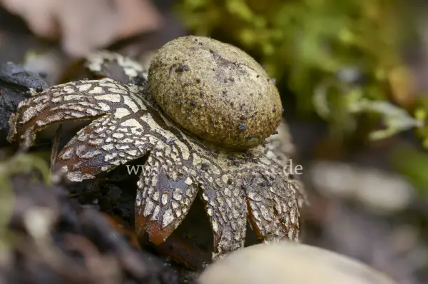 Fokus-Natur Bild