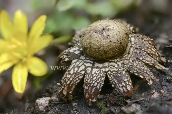 Fokus-Natur Bild