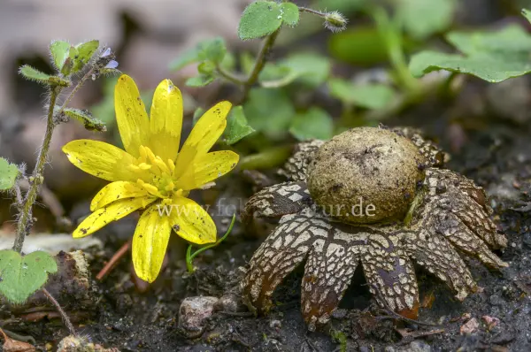 Fokus-Natur Bild
