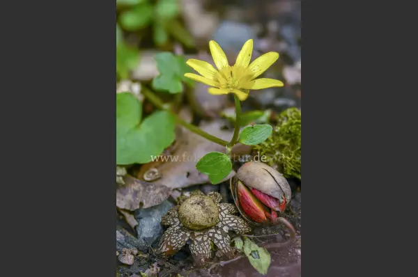 Fokus-Natur Bild