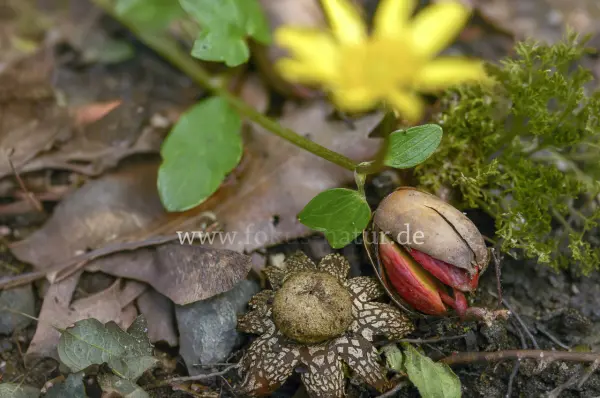 Fokus-Natur Bild