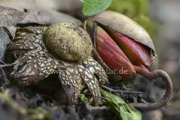 Fokus-Natur Bild