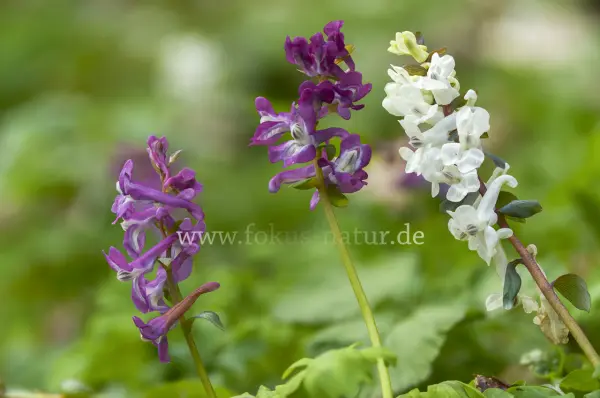 Fokus-Natur Bild