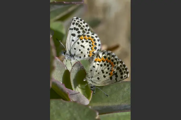 Fokus-Natur Bild