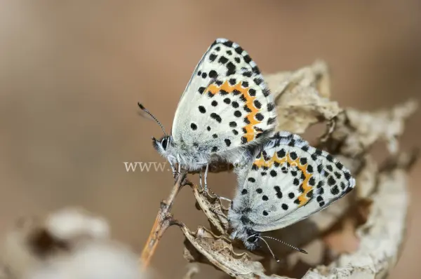 Fokus-Natur Bild
