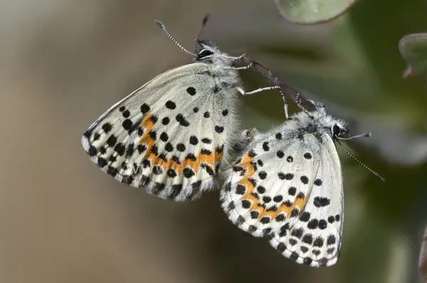 Fokus-Natur Bild