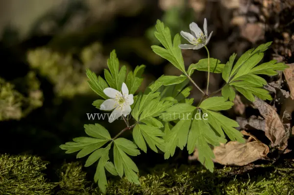 Fokus-Natur Bild