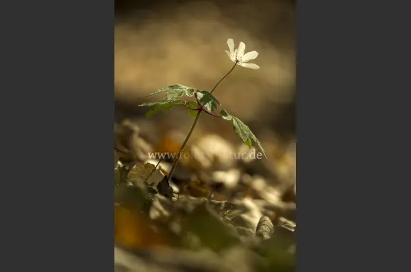 Fokus-Natur Bild