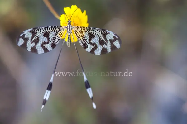 Fokus-Natur Bild