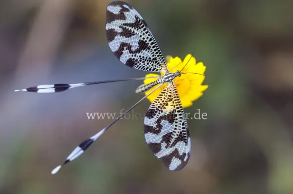 Fokus-Natur Bild