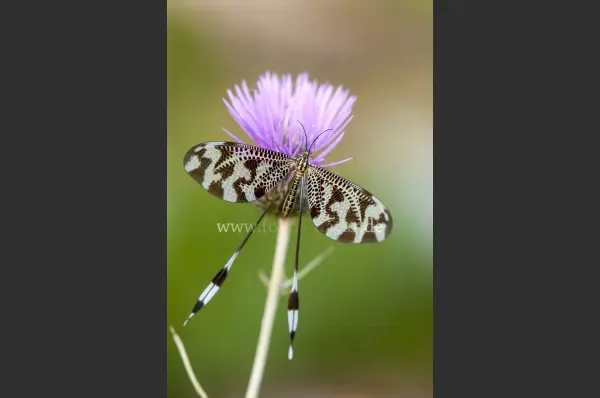 Fokus-Natur Bild