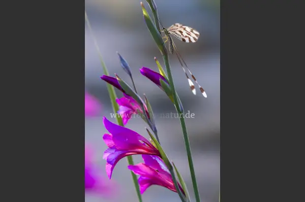 Fokus-Natur Bild