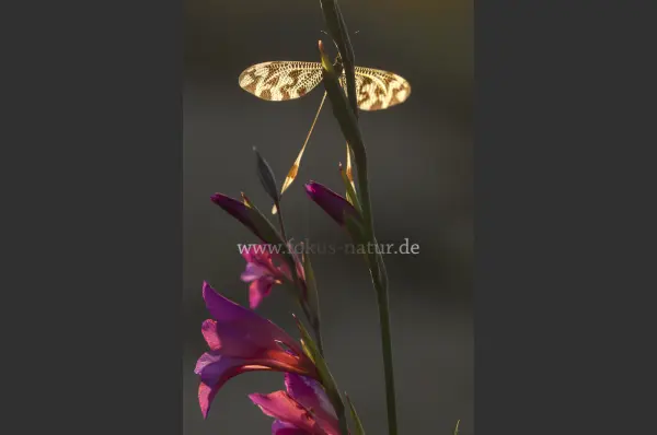 Fokus-Natur Bild
