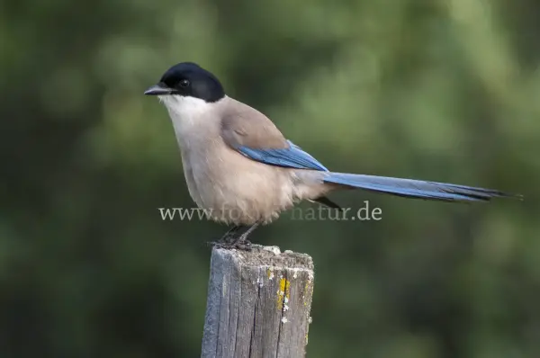Fokus-Natur Bild
