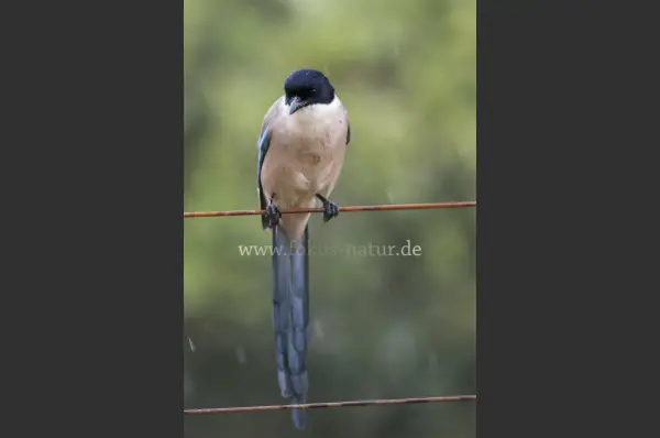 Fokus-Natur Bild