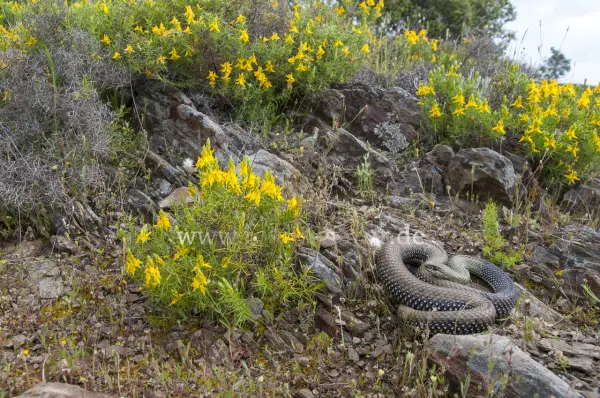 Fokus-Natur Bild