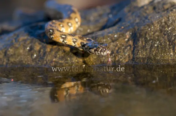 Fokus-Natur Bild