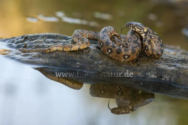 Fokus-Natur Bild