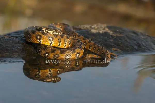 Fokus-Natur Bild