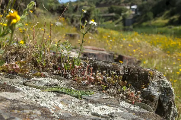 Fokus-Natur Bild