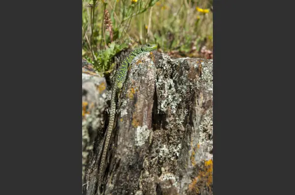 Fokus-Natur Bild