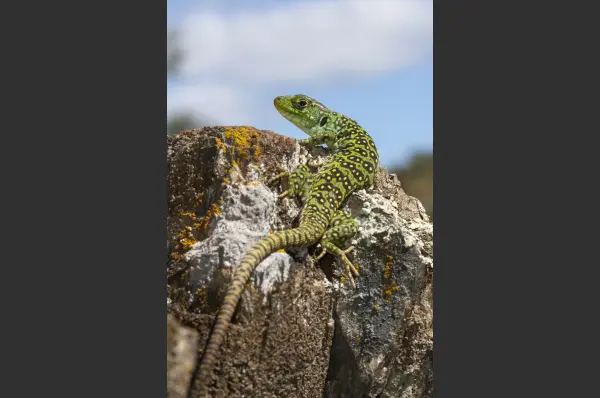 Fokus-Natur Bild