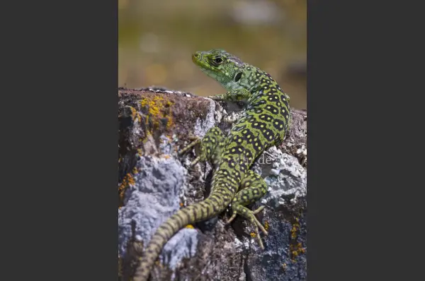 Fokus-Natur Bild