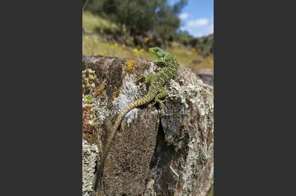 Fokus-Natur Bild