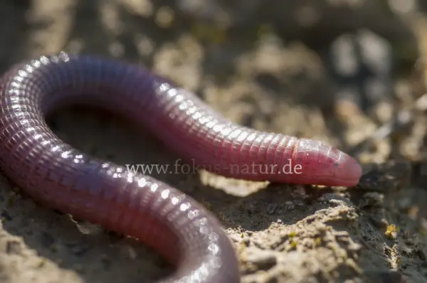 Fokus-Natur Bild